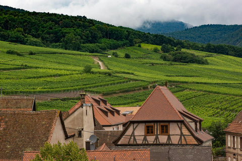 Verdensklasse vin fra Alsace